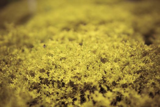 detail of Sedum sexangulare growing in a garden during summer season