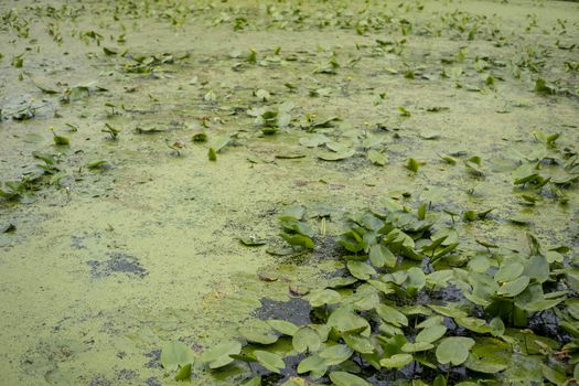 detail of a lake covered with duckweed and Nymphaea alba 