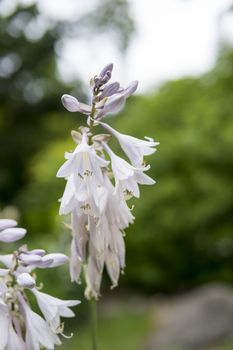 detail of Aruncus aethusifolius growing in a garden during summer season