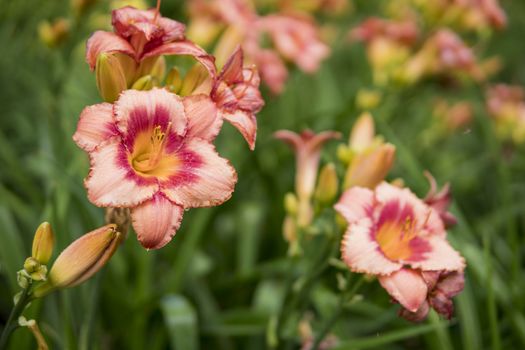 detail of Daylily growing in a garden during summer season