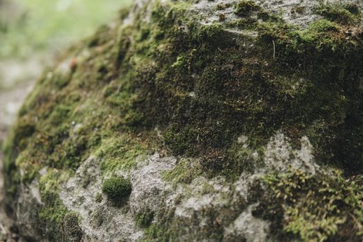 detail of a moos growing on a rocks during summer season