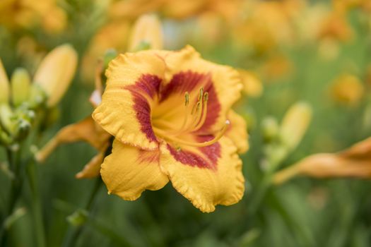 detail of Daylily growing in a garden during summer season