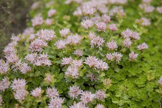 detail of Sedum spurium growing in a garden during summer season