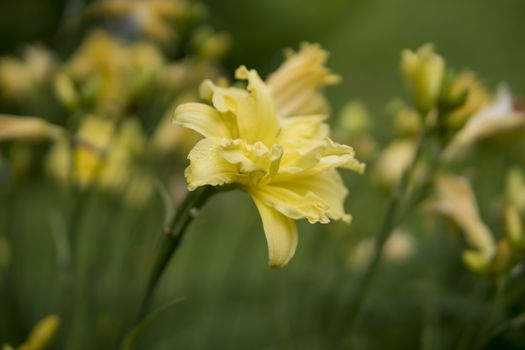 detail of Daylily growing in a garden during summer season