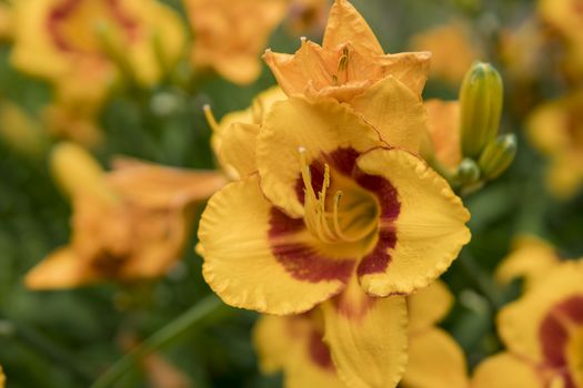 detail of Daylily growing in a garden during summer season