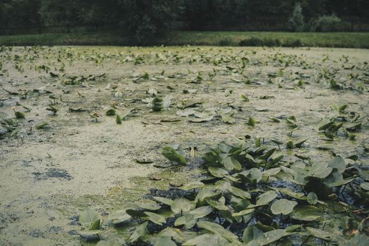 detail of a lake covered with duckweed and Nymphaea alba 