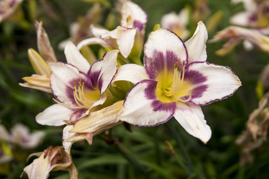 detail of Daylily growing in a garden during summer season