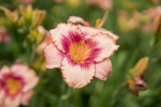 detail of Daylily growing in a garden during summer season