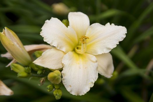 detail of Daylily growing in a garden during summer season