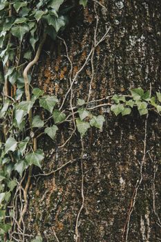 detail of ivy growing on a tree in a garden during summer season