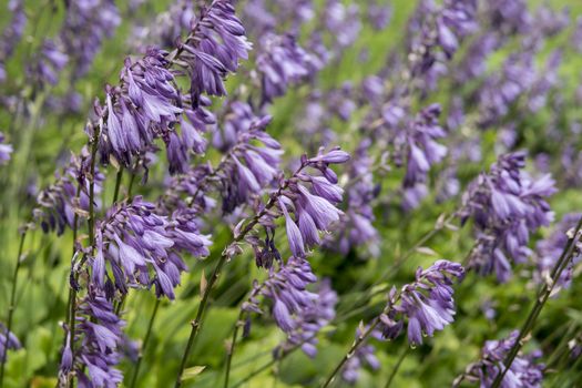 detail of Hosta capitata growing in a garden during summer season