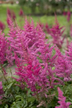 detail of Astilbe growing in a garden during summer season