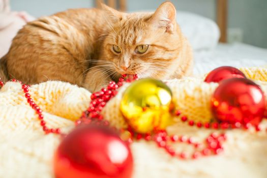 A fat lazy ginger cat lies on a knitted yellow blanket with New Year's toys: gold and red balls. New Year card.