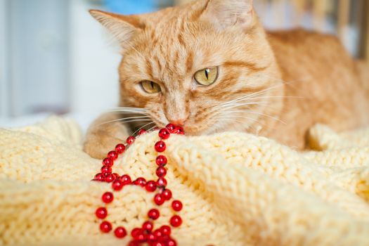 A fat lazy ginger cat lies on a knitted yellow blanket with New Year's toys: gold and red balls. New Year card.