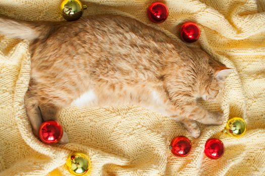 A fat lazy ginger cat lies on a knitted yellow blanket with New Year's toys: gold and red balls. New Year card.