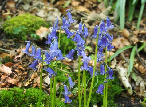 a close up of english bluebells in springtime growing in woodland with leaves and moss