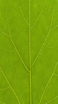 Nature themed 4K (16:9) mobile wallpaper: leaf texture