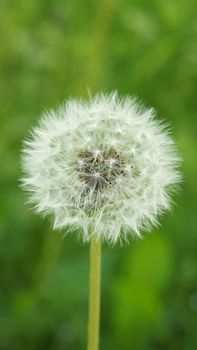 Nature themed 4K (16:9) mobile wallpaper: dandelion flower