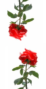 Nature themed 4K (16:9) mobile wallpaper: red rose flower