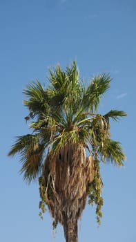 Nature themed 4K (16:9) mobile wallpaper: palm tree