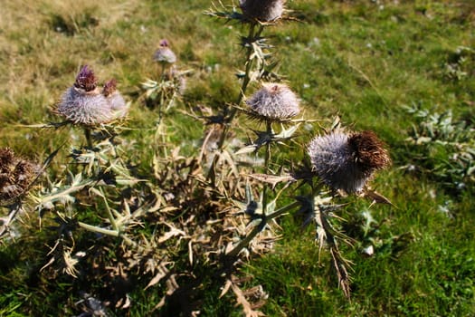 Huge Thistle with dried flowers on the meadow. On the mountain Bjelasnica, Bosnia and Herzegovina.