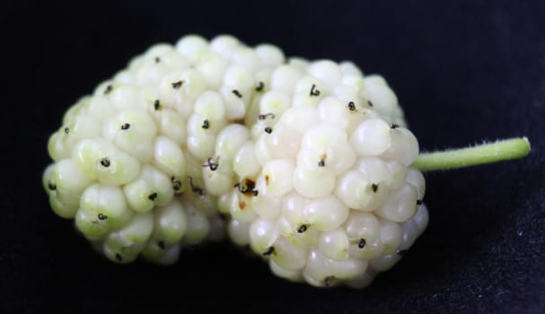 Morus alba, white mulberry. Close up of macro a ripe white mulberry fruit.