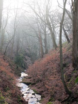 a stream flowing though a steep valley with mist covered winter trees and mossy rocks