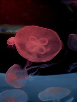 Group of common jellyfish in the ocean, red, fluorescent, dark