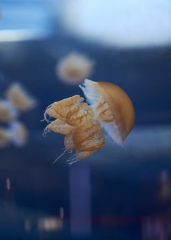 Stingless jellyfish, in the ocean, luminous, solitary, fluorescent, brown