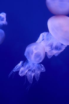 Group of white jellyfish floating in the ocean, fluorescent, blue, bright