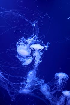 Group of white jellyfish floating in the ocean, fluorescent, blue, bright