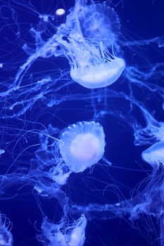 Group of white jellyfish floating in the ocean, fluorescent, blue, bright