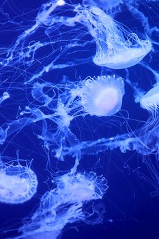 Group of white jellyfish floating in the ocean, fluorescent, blue, bright