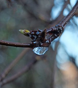 a close up of a frozen raindrop hanging from a wet twig against a blurred nature background