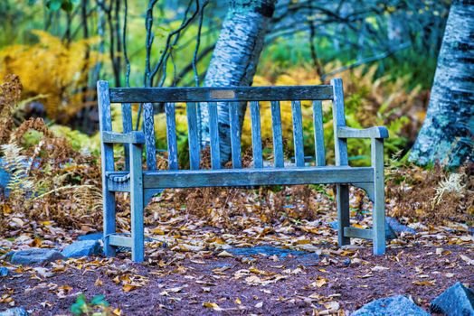 Beautiful bench in the woods, foliage season. Relax concept