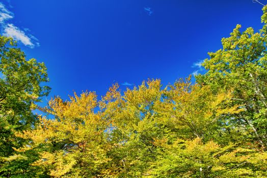 Beautiful forest of New England in foliage season, USA.