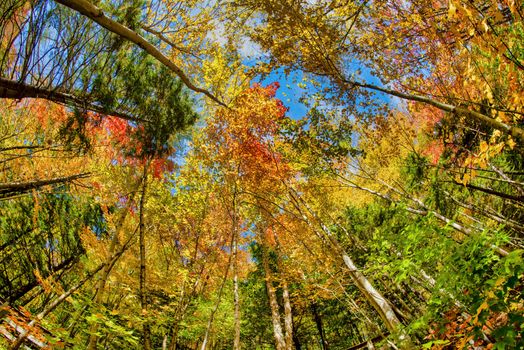 Beautiful forest of New England in foliage season, USA. Amazing upward view.