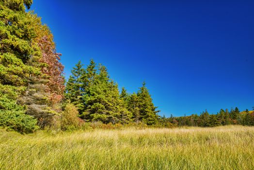 Beautiful forest of New England in foliage season, USA.