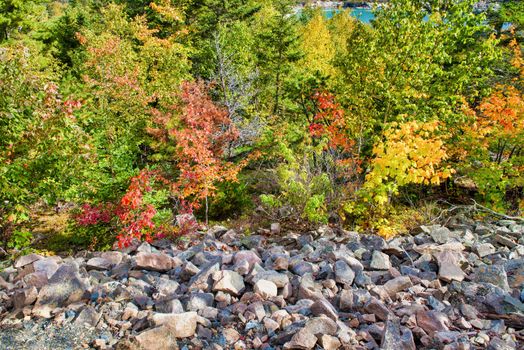 Beautiful forest of New England in foliage season, USA.