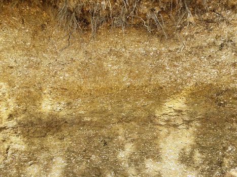 dirt wall at beach or coast with white shells