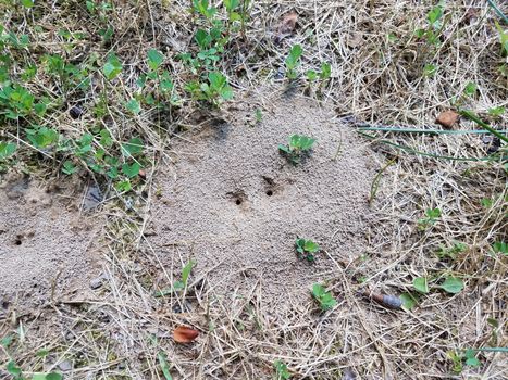 ant mound or hill in dirt with grass or lawn in yard