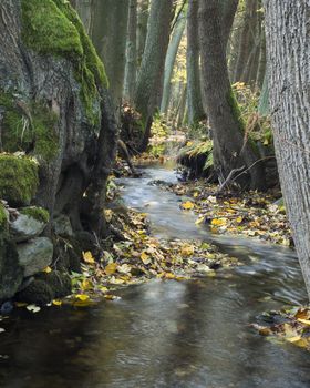 Long exposure magic forest stream cascade creek in autumn with stones ferns and fallen leaves and trees in luzicke hory mountain in czech republic.