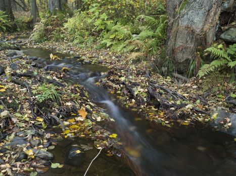 Long exposure magic forest stream cascade creek in autumn with stones ferns and fallen leaves and trees in luzicke hory mountain in czech republic.