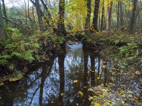 Long exposure magic forest stream cascade creek in autumn with stones ferns and fallen leaves and trees in luzicke hory mountain in czech republic.