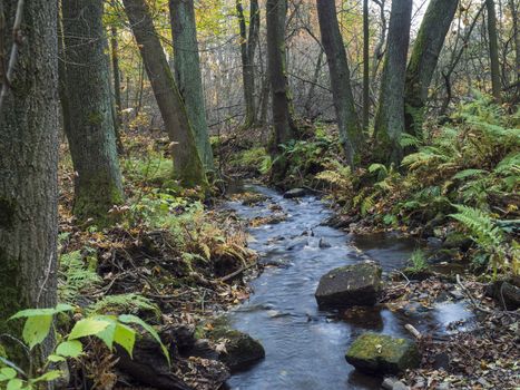 Long exposure magic forest stream cascade creek in autumn with stones ferns and fallen leaves and trees in luzicke hory mountain in czech republic.