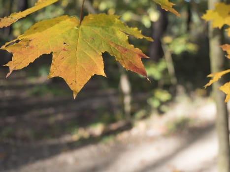yellow Autumn maple leaves in blurred forest background in sunlight.
