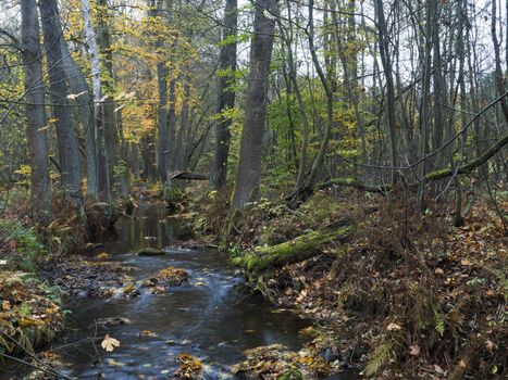 Long exposure magic forest stream cascade creek in autumn with stones ferns and fallen leaves and trees in luzicke hory mountain in czech republic.