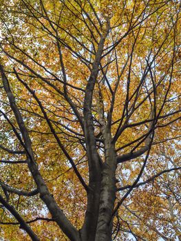 look up to big orange autumn beech tree crown against blue sky.