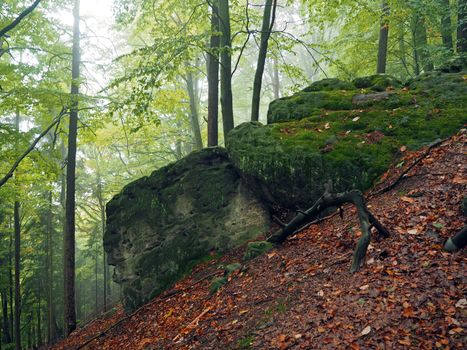 mysterious autumn foggy colorful forest with big stones covered moss and red fallen leaves 