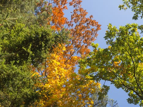 look up at colorful autumn colored tall tree crowns and blue sky background, orange beech and oak tree, yellow maple and green spruce tree leaves.